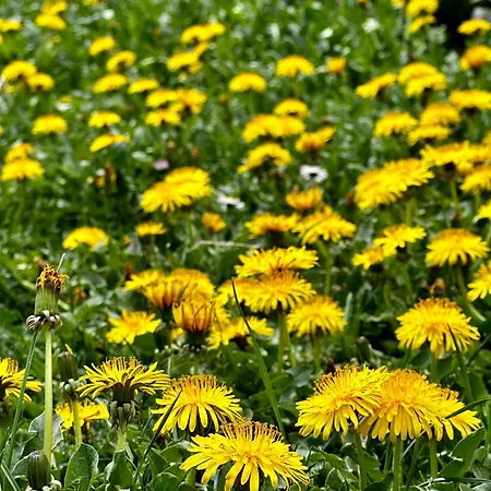Odmor - Krajina I Vlašić